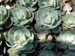 Image result for Micromeria imbricata