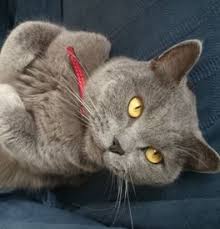 Find kittens for sale near me. British Shorthair Kittens For Sale Adoptapet Com