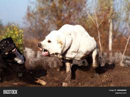 Alabai is a famous central asian shepherd dog. Alabai Breed Dog Image Photo Free Trial Bigstock