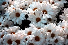 The concept may be enchanting, but the execution is not. Bewitched Flower Photography Not Your Average Gary Flowers Photography Nature Photography Nature