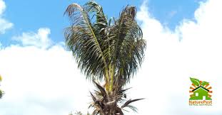 Follow the instructions given by them and hey no more problem. 5 Palm Tree Care Mistakes That Lead To Pests And Diseases Videos