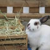 Comment bien aménager la cage de son lapin ? - Les Compagnons ...