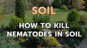Begin to disinfect garden tools to kill nematodes that might be present. How To Kill Nematodes In Soil Youtube