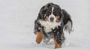 Early socialization and obedience training are important for all dogs, but especially so for breeds as large as the bernese mountain dog. Bernese Mountain Dog Puppies A Great Worker Companion Petmoo
