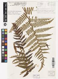 Image result for Hypolepis