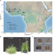 Image result for Digitaria ternata