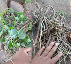 Image result for Basella paniculata