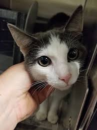 Adopting a pet is an extremely rewarding decision, and we're here to help you pick out the perfect furry family member. Henderson Nc Domestic Shorthair Meet Spud A Pet For Adoption Pet Adoption Cat Adoption Pets