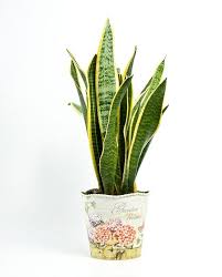 Check spelling or type a new query. 4 Plantes D Interieur Qui N Ont Presque Pas Besoin De Lumiere