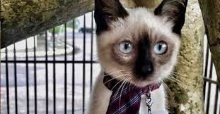 He was briefly unable to turn the filter off and required technical assistance. Stray Cat Becomes Brazil S First Feline Lawyer Daily Sabah