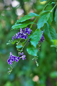 Image result for Duranta erecta