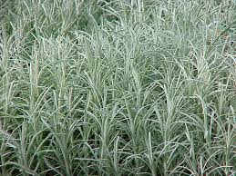 Image result for Helichrysum nitens