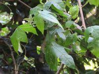 Image result for Gossypioides kirkii