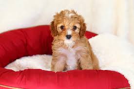 Check spelling or type a new query. Cute Cavapoo Puppies For Sale In Sg March 2021 Updated