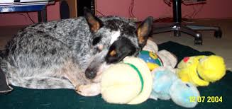 They were traditionally used for driving cattle along by nipping at their heels. Blue Heelers Dogs With An Aggressive Yet Loyal Temperament Pethelpful