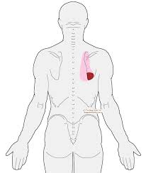 Pin On Assessments And Muscle Testing