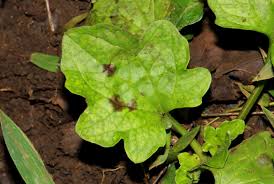 Image result for Plantago palmata
