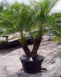 Image result for Phoenix roebelenii