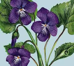 Flower clipart watercolor flowers purple flowers sunflower tattoo small flower drawing tutorials chic flowers flower drawing art purple flower tattoos. The Purple Violet The Provincial Flower Of New Brunswick Flower Drawing Violet Flower Flower Art