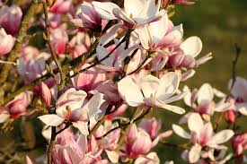 There are a number of ways to attack this problem. Magnolia Pink White Free Photo On Pixabay