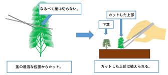 カボンバの育て方 Aquarium Library