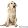 Dog Golden Retriever