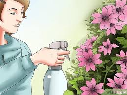 We did not find results for: 3 Ways To Grow Clematis In Pots Wikihow