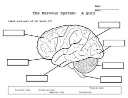 Part of the nervous system made of the brain and spinal cord. Nervous System Quiz By Andrew G Teachers Pay Teachers