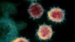 Scientists have identified seven strains of coronavirus that infect humans. What We Know About The New Strain Of Coronavirus In The Uk