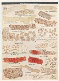 Pin On Veterinary Technician Skills