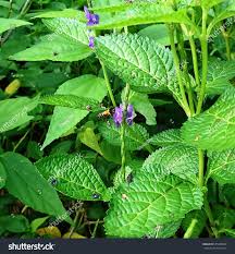 Image result for Stachytarpheta indica