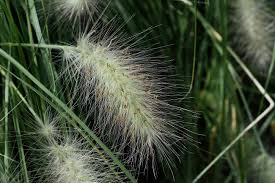 Image result for Cenchrus unisetus