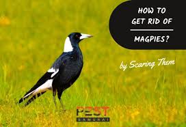 Check spelling or type a new query. How To Get Rid Of Magpies By Scaring Them Tips And Guide For Keeping Them Away Pest Samurai