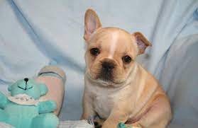 The breed is the result of a cross between toy bulldogs imported from england. Beautiful French Bulldog Puppies For Sale In Lansing Michigan Classified Americanlisted Com