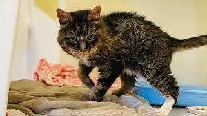 Notice if your cat also has difficulties or changes while urinating. Cat Missing For 20 Years Spent Final Days With Owner Bbc News