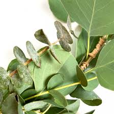 Aujourd'hui jour 12 du xmas diy on fabrique une couronne aérienne d'eucalyptus :) l'avantage est que l'eucalyptus seche en forme, contrairement au sapin il y a peu de voix off aujourd'hui parce que j'ai fait attention à ma diction et que comme il etait déjà bien tard je n'ai pas eu le temps de rajouter de. Couronne D Eucalyptus Creation Artisanale Feuillage Naturel