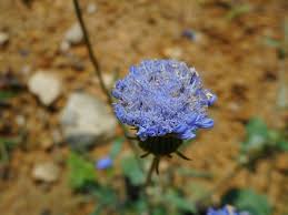 Image result for Crassocephalum rubens