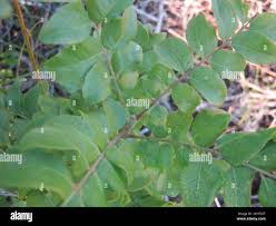 Image result for Clausena anisata