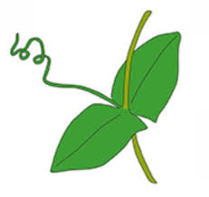 Answer: Why do beans and peas grow this way? – FIA