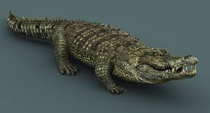 Realistic Crocodile Animation 3d Model In 2020 Crocodile 3d Model Animation