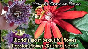 Acheter passion flower à evitamins.com pour le prix le plus bas en canada. How To Grow Passion Flower May Pop Krishna Kamal Rakhi Phool In Pot Most Beautiful Flower Youtube