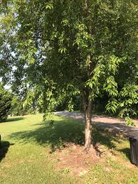 Fruit trees are ideal for landscaping use in tennessee. This Tree In My Yard East Tennessee It Flowered For The First Time And Produced Fruit About The Size Of A Large Pearl Whatsthisplant