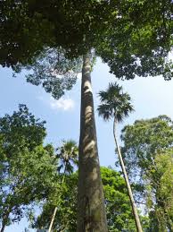 Image result for Antiaris