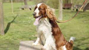 Image result for velššpringršpaněl