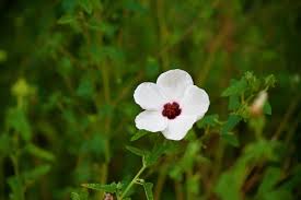 Image result for Pavonia leptocalyx