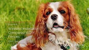 The cost of transporting a pet to a new location is influenced by a number of factors. The Key Differences Between Regular And Wireless Pet Fences Pet Stop