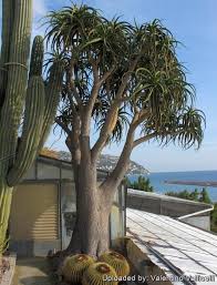 Image result for Afrosolen bainesii