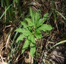 Image result for Bulbostylis schoenoides