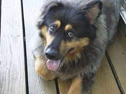 Born may22, he is a big healthy pup and super lovable. Bernese Mountain Dog X Siberian Husky Dogs Golden Retriever Bernese Mountain Dog Bernese Mountain Dog Golden Retriever Mix