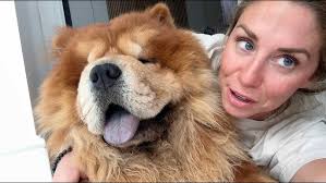 THE CHOW CHOW DOG : FLUFF WITH TEETH!!